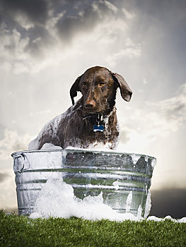 狗,盥洗池,肥皂水,户外,多云天气