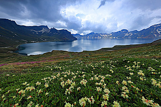 长白山高山杜鹃