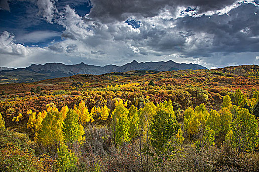 云,上方,黄色,秋天,树,山谷,仰视,山,达拉斯,分开,科罗拉多,美国