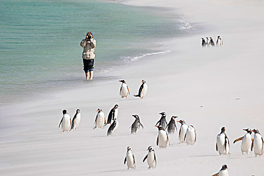 游人,海滩,巴布亚企鹅,企鹅