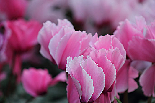 鮮花