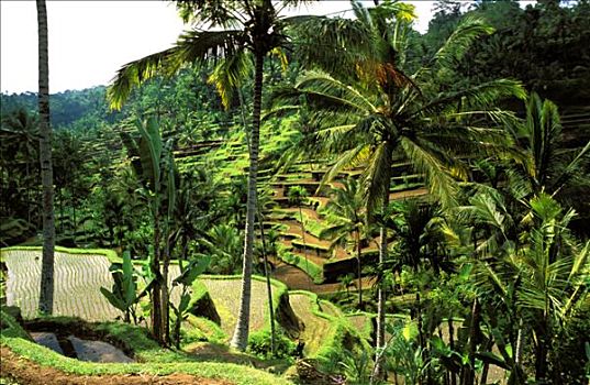 印度尼西亚,巴厘岛,稻田,香蕉树,树林