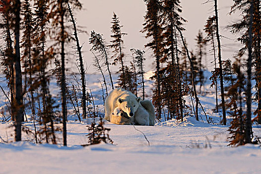 极地,熊,母熊,幼兽,坐,树,寒冷,风,北极,瓦普斯克国家公园,曼尼托巴,加拿大