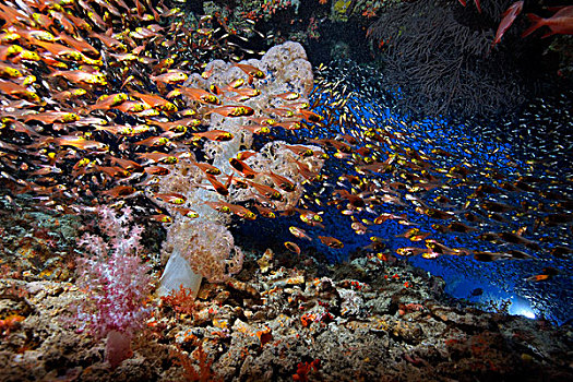 鱼群,软珊瑚,洞穴,环礁,马尔代夫,水下