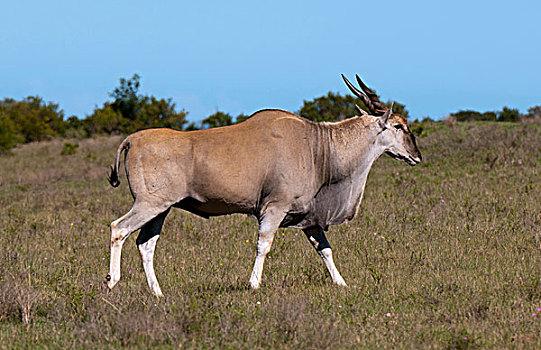 大羚羊,禁猎区,南非