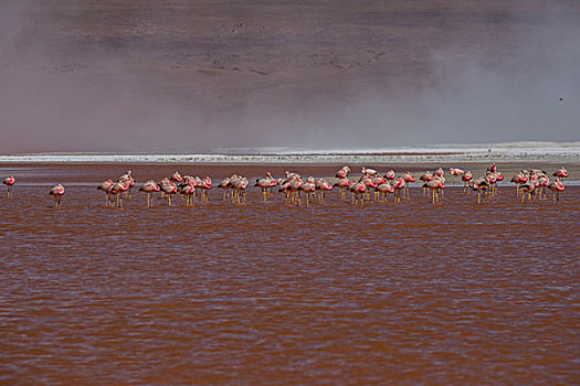 玻利维亚乌尤尼山区红湖火烈鸟