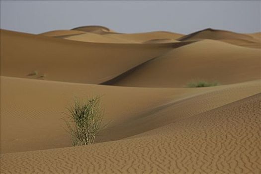 灌木丛,沙,沙丘,却比沙丘,摩洛哥
