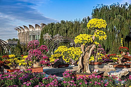 菊花展览,北京,世界花卉大观园,园林,园艺