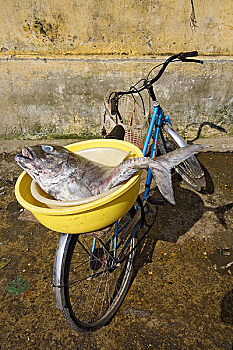 鱼肉,鱼缸,自行车,惠安,越南