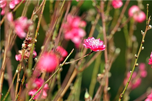 桃花,装饰,花,春节