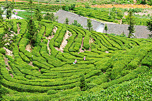 茶山茶园采茶