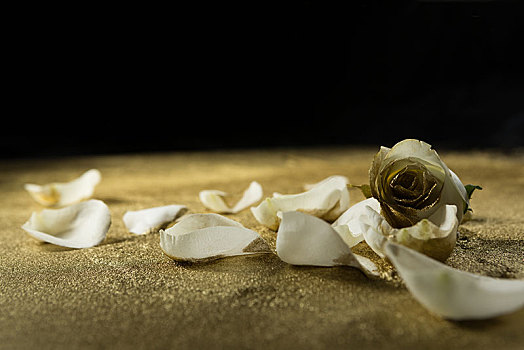 白色蔷薇,花瓣,金色,灰尘