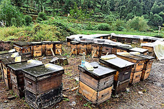 蜜蜂蜂箱