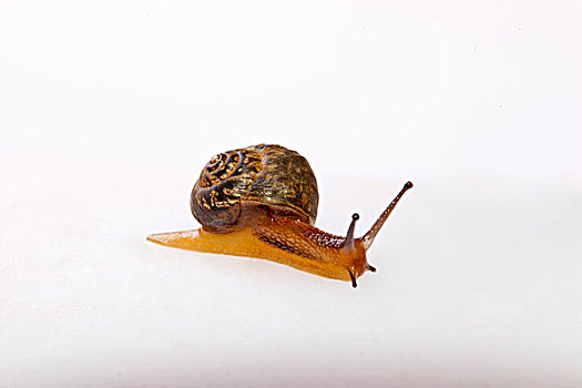 一只小蜗牛的大特写