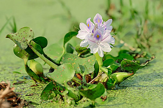 普通,水,风信子,花,盖奥拉迪奥,国家公园,巴拉特普尔,拉贾斯坦邦,印度,亚洲