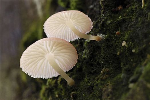 蘑菇,丹浓谷保护区,婆罗洲,马来西亚