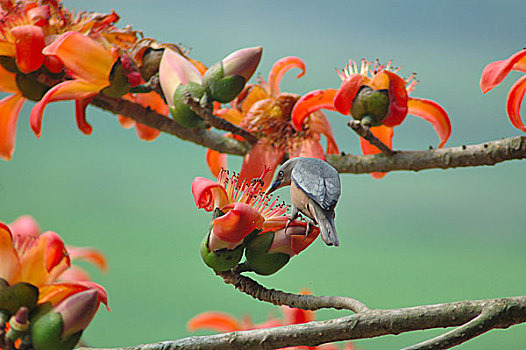 鸟,陆地,丝绸,花,春天,孟加拉,2008年