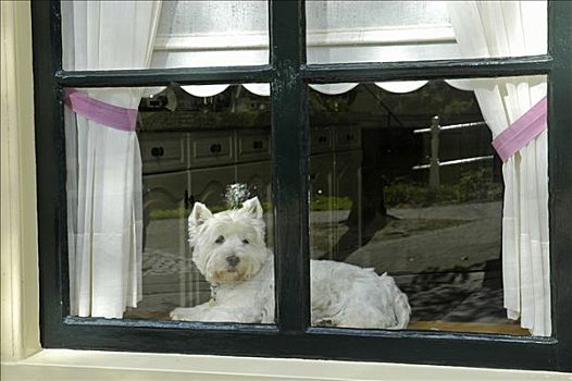 狗,窗户,米德尔堡,荷兰