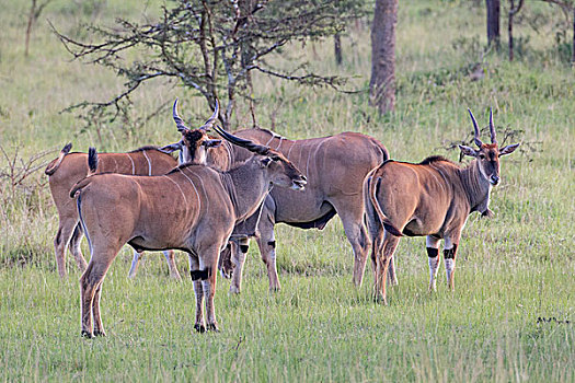 大羚羊,湖,国家公园,乌干达,非洲