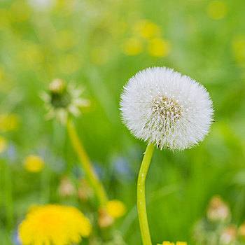 春花,蒲公英