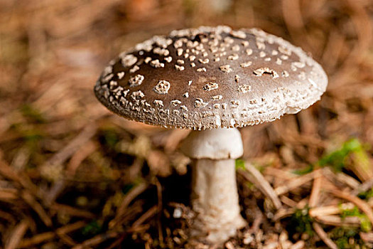 帽,蘑菇