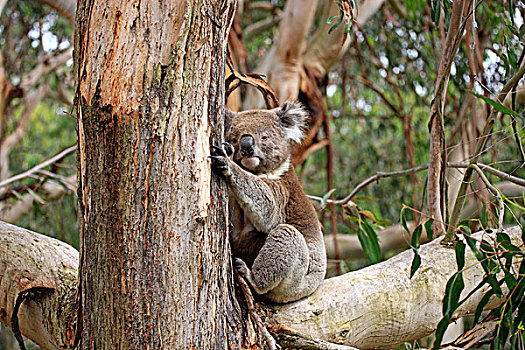 树袋熊,成年,树上,维多利亚,澳大利亚,大洋洲