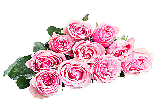粉色,玫瑰,堆,芽,隔绝,白色背景,背景