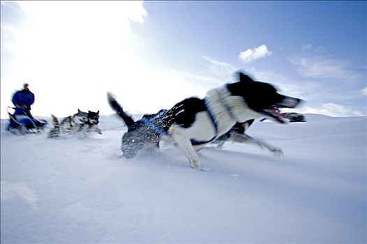 挪威,特罗姆瑟,狗拉雪橇,团队,旅行,速度,大雪
