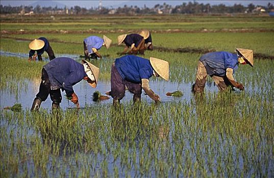 工人,种植,稻米,惠安,越南