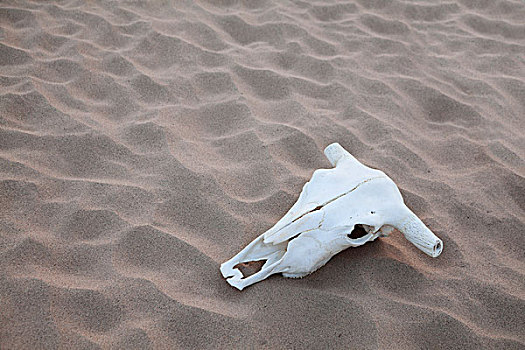 动物,头骨,躺着,沙子,中间,荒芜
