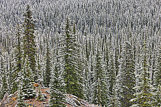 积雪,针叶树,树林,班芙国家公园,艾伯塔省,加拿大