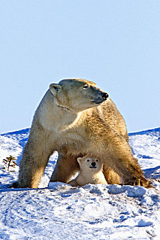 母亲,北极熊,幼兽,瓦普斯克国家公园,丘吉尔市,曼尼托巴,加拿大