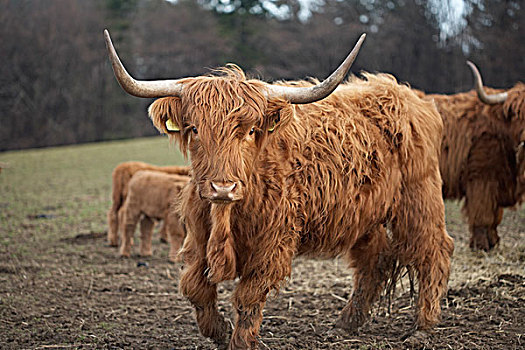 高原牛,场地,地点,苏格兰