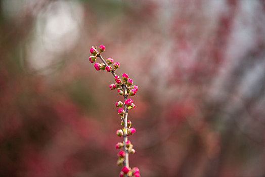 济南百花公园的各种花儿