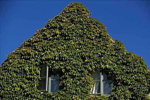房子,遮盖,常春藤,蓝天,丹麦