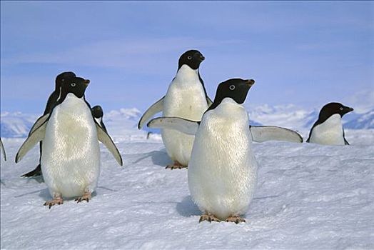 阿德利企鹅,罗斯海,南极
