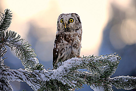 猫头鹰,鬼鸮,成年,树上,冬天,专注,高地,捷克共和国,欧洲