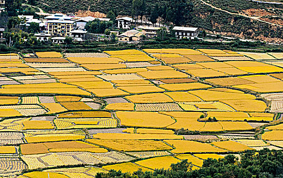 黄色,成熟,稻田,不丹,山谷,亚洲