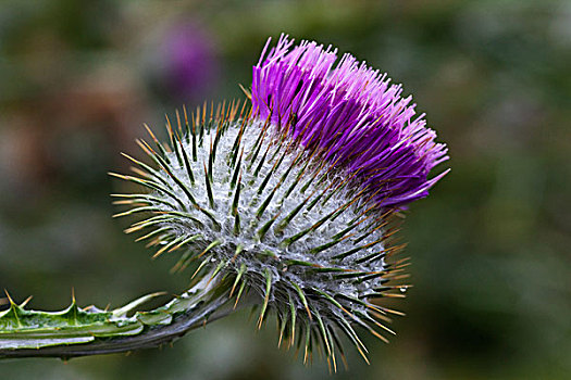野花,紫色,花瓣,圆,花,苏格兰边境,苏格兰