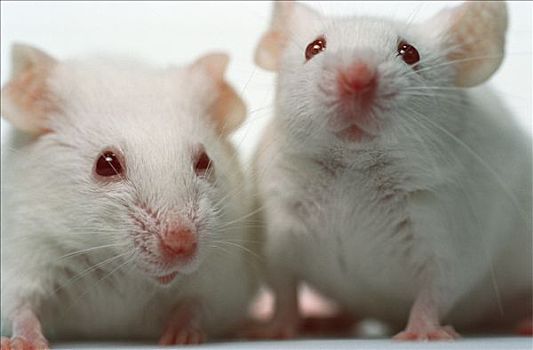 实验室,小鼠,部落,坐,夫妇,一起,右边