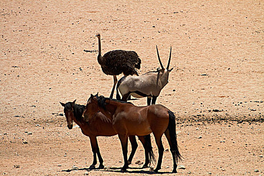 野马,南非大羚羊,长角羚羊,鸵鸟,纳米比诺克陆夫国家公园,靠近,南方,纳米比亚,非洲