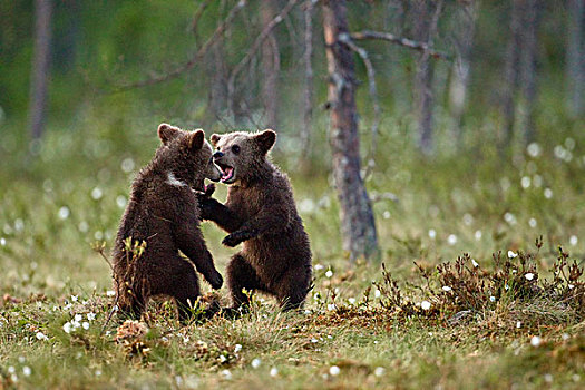 棕熊,熊,打闹,针叶林带,树林,芬兰,欧洲