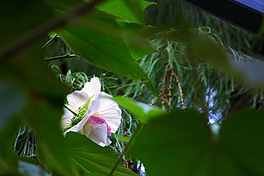 美艳的芙蓉花,木芙蓉,拒霜花,木莲,地芙蓉,华木