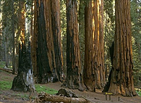 巨杉,巨大,树林,加利福尼亚,美国