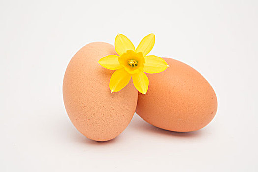 两个,蛋,黄色,水仙花,白色背景,背景