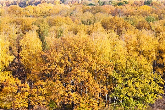 俯视,黄色,树林,秋天,白天