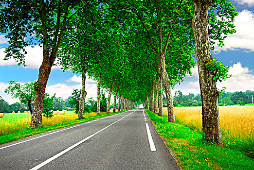 乡间小路,排列,悬铃木,树,法国南部