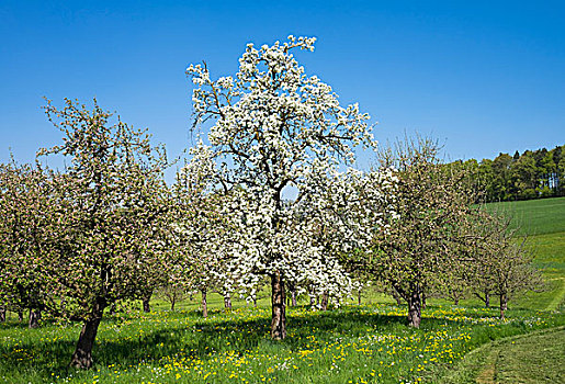花,果树,樱桃,苹果树,泰特纳昂,康士坦茨湖,地区,斯瓦比亚,巴登符腾堡,德国,欧洲