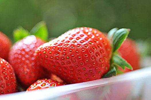 草莓,篮子,花园