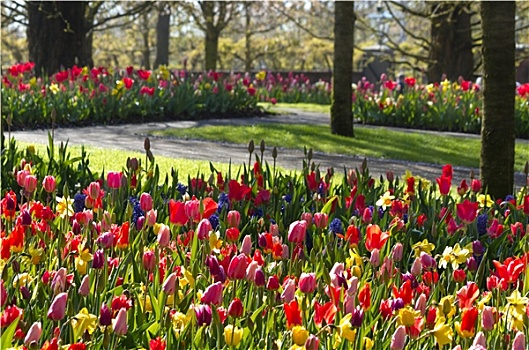 彩色,春天,花园,四月